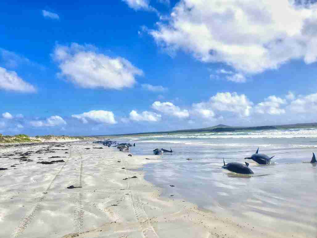 Nearly 100 Pilot Whales And Three Dolphins Have Died In A Mass Stranding In New Zealand