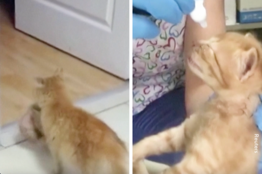 A Stray Cat Showed Up To This Turkish Vet’s Clinic With Her Kittens And It Was Because They Were Sick