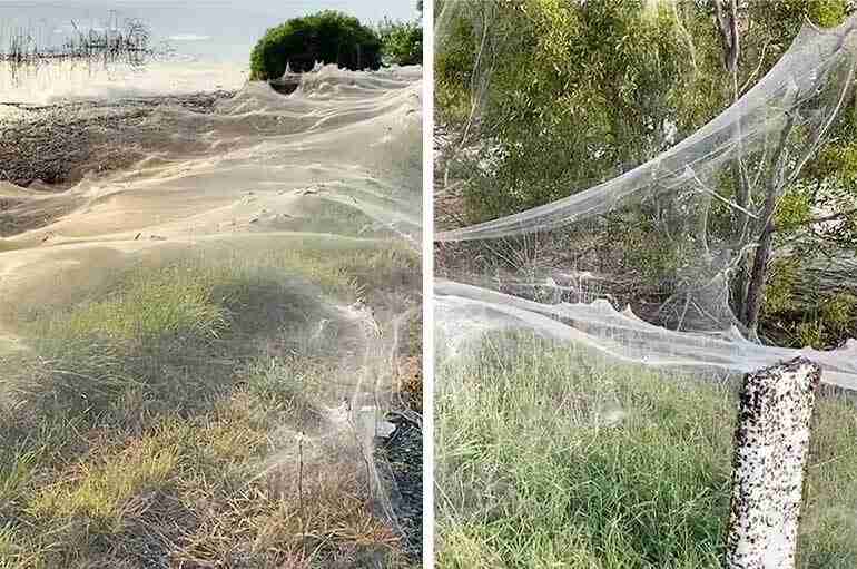 This Australian Woman Went For A Walk After A Flood And The Entire Ground Was Covered In Spider Webs