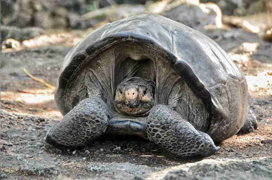A Giant Tortoise Thought To Be Extinct Tortoise For Over A Century Has BeenDiscovered In The Galápagos Islands