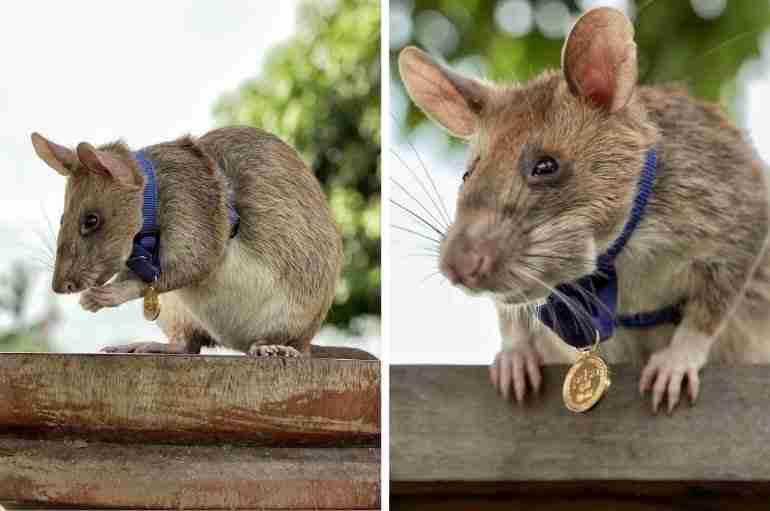 The Heroic Rat That Was Awarded A Gold Medal For Sniffing Out 71 Mines In Cambodia Has Died