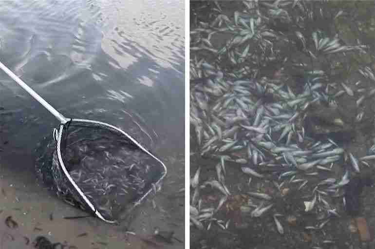 Spain Has Banned Fertilizers Near A Lagoon After 15 Tons Of Dead Fish Washed Up On The Shore