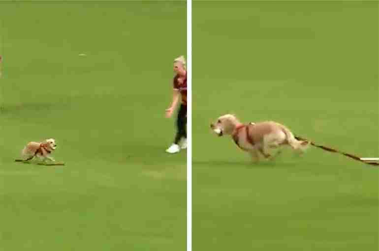dog interrupts cricket northern ireland