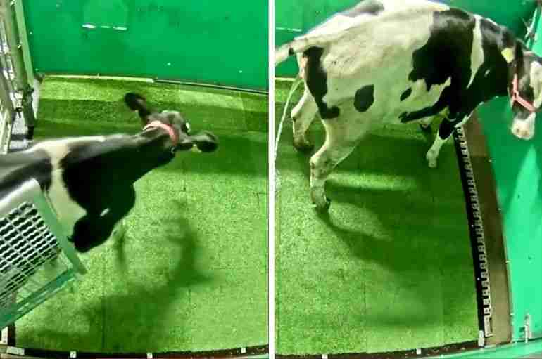 German Researchers Have Potty-Trained Cows To Pee In A Toilet Area To Help Reduce Greenhouse Gases