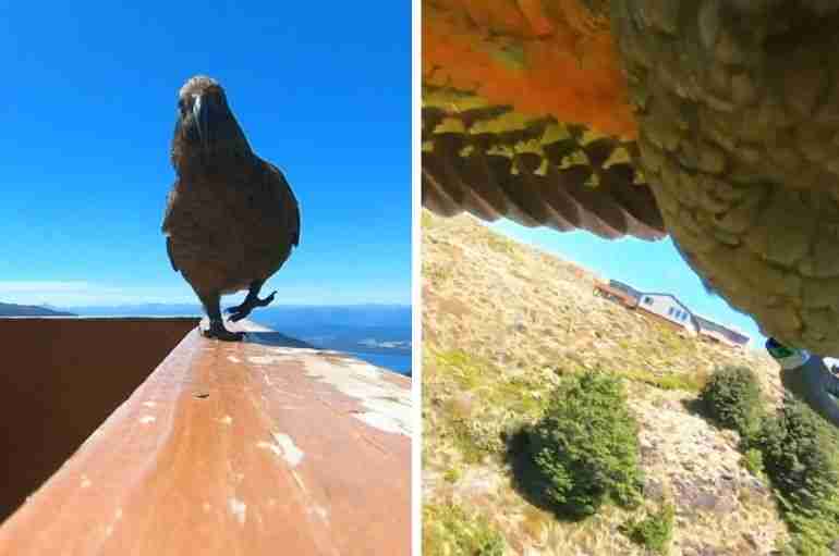 A Parrot Stole This New Zealand Family’s GoPro And Flew Off With It, Filming Some Incredible Footage
