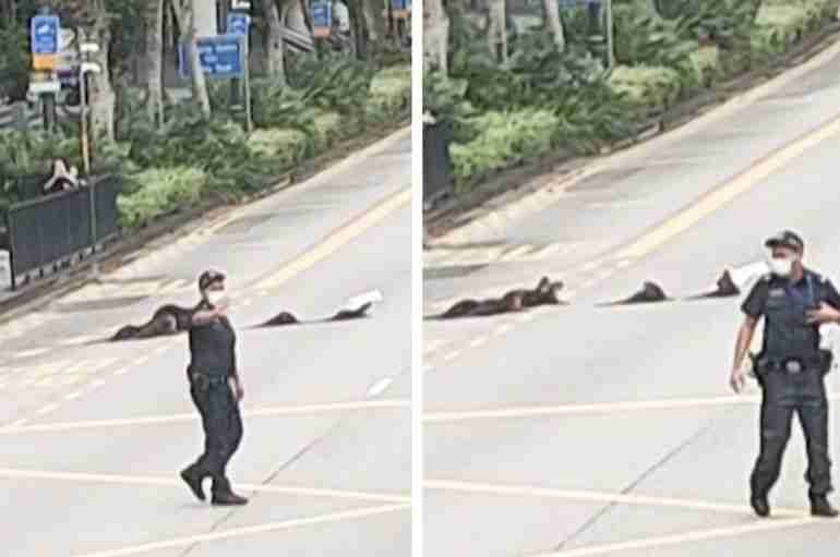 These Singapore Police Officers Stopped Traffic In Order To Help A Group Of Otters Cross The Road