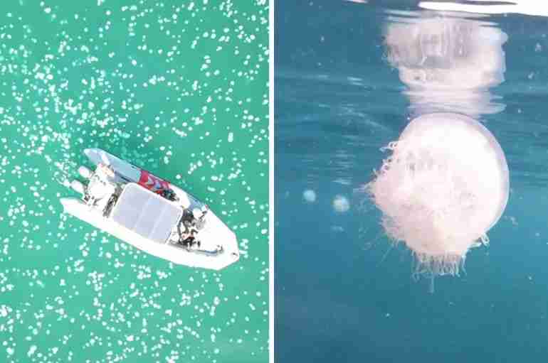 Swarms Of Jellyfish Are Appearing On Israel’s Beaches Due To Rising Temperatures And It’s Not Normal