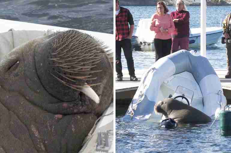 A Giant Walrus Named Freya Has Been Touring The Shores Of Norway, Laying Around And Sinking Boats