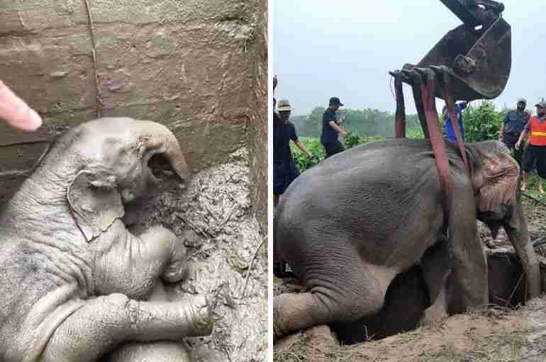 A Thai Elephant And Its Baby That Fell Into A Pit Have Been Rescued After A Dramatic Operation