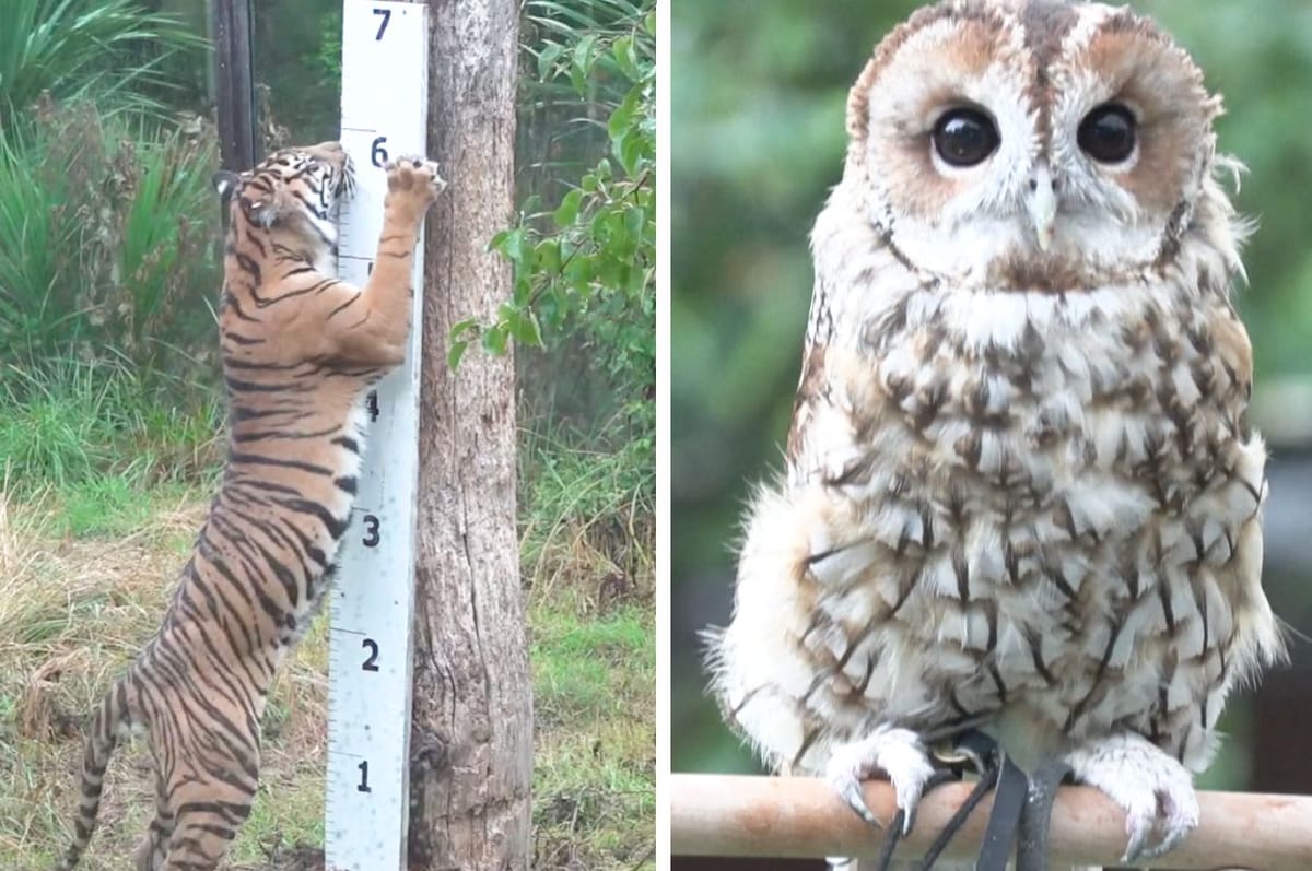 Zoo Keepers At London Zoo Held Its Annual Weigh-In For All Its Animals And It Was Adorably Wholesome