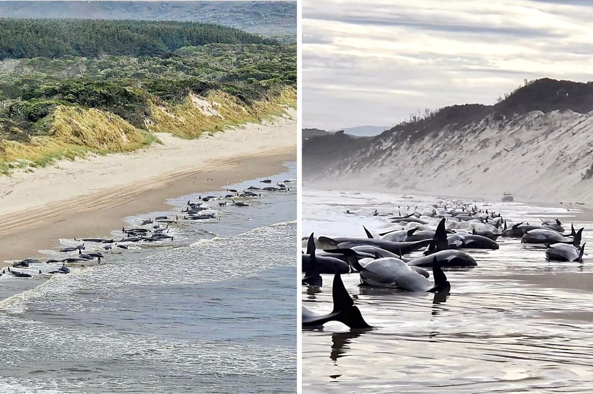 200 Whales Are Dead In Australia After A Mass Beaching On The Anniversary Of Another Beaching