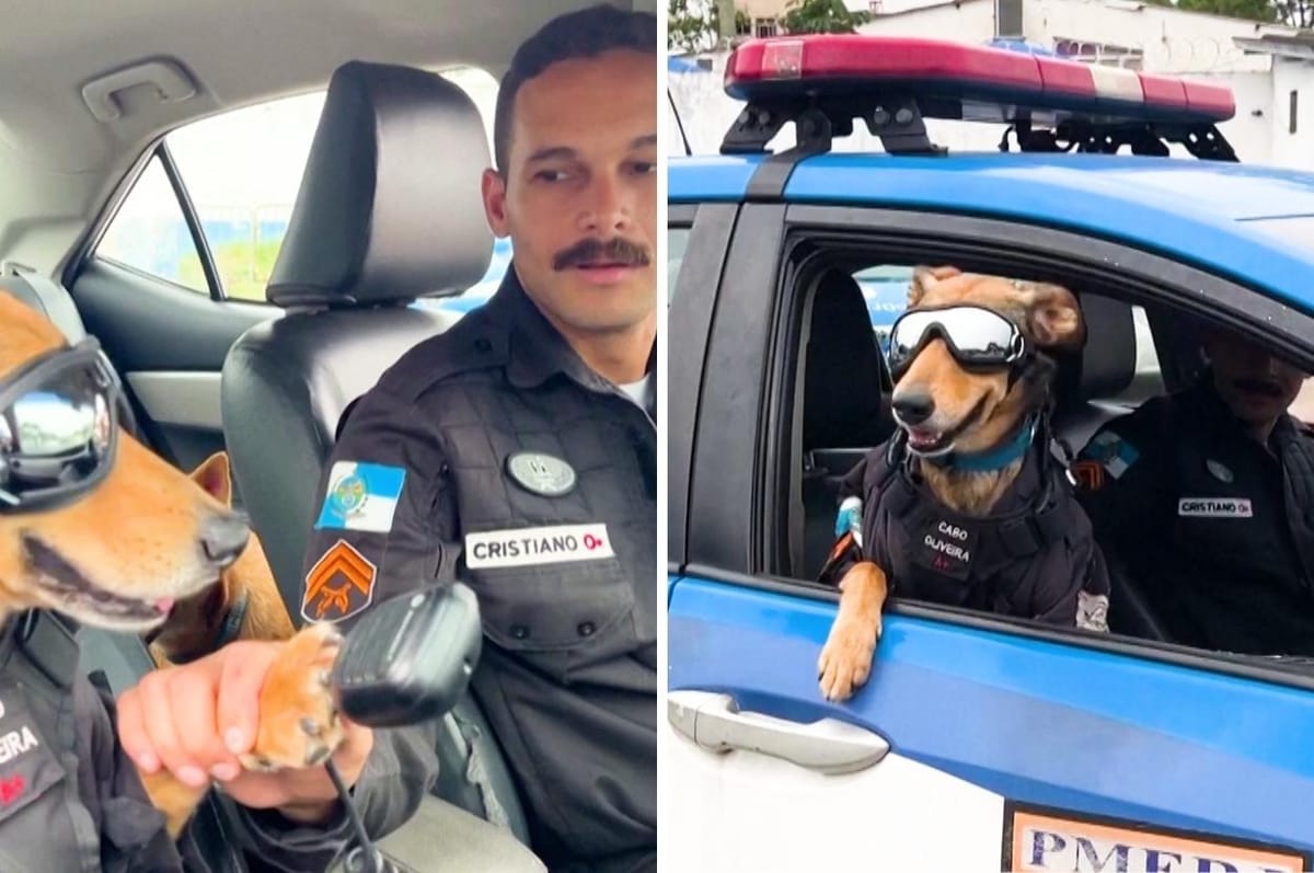 This Rescue Dog Has Become Brazil’s Newest Police Corporal And People Absolutely Adore Him