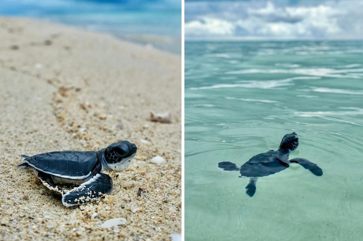 indonesia baby sea turtle release