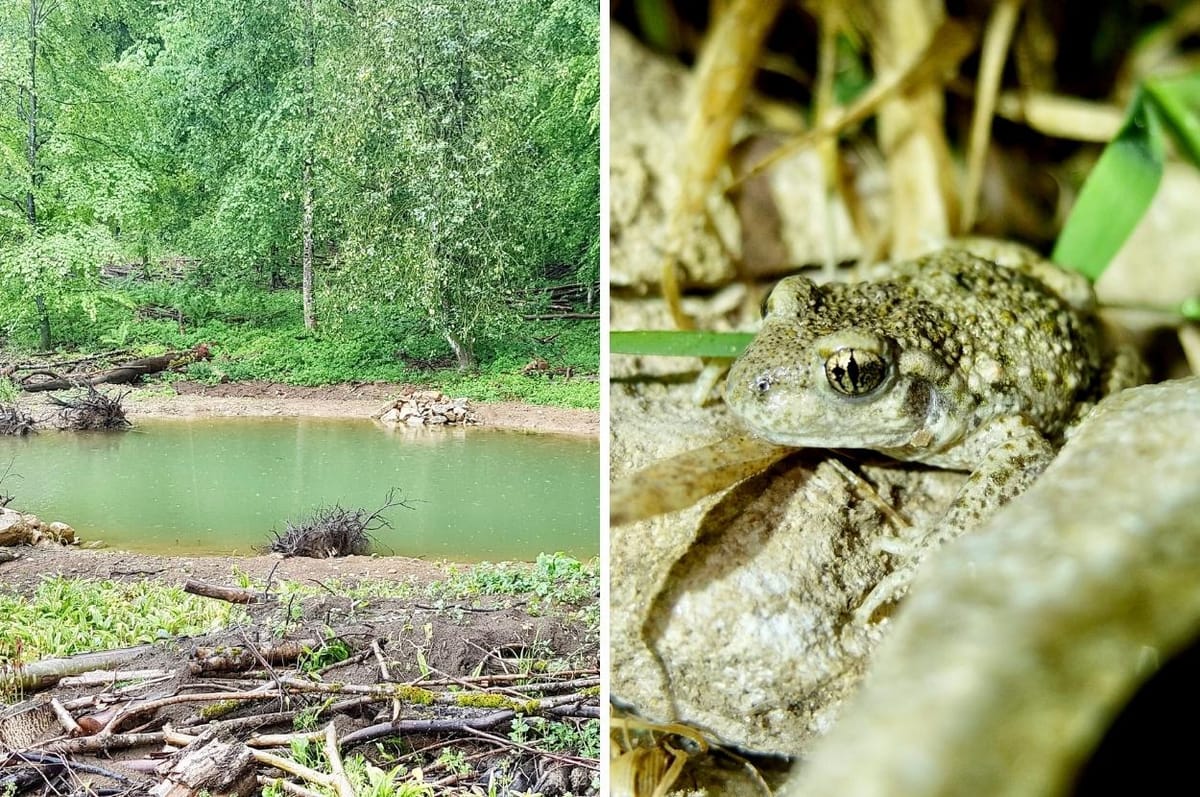 switzerland dig ponds endangered frogs conservation