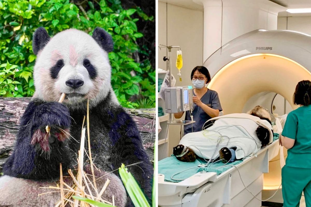 Taiwan’s Giant Panda Tuan Tuan Has Been Found To Have A Brain Disease That Could Be Life-Threatening