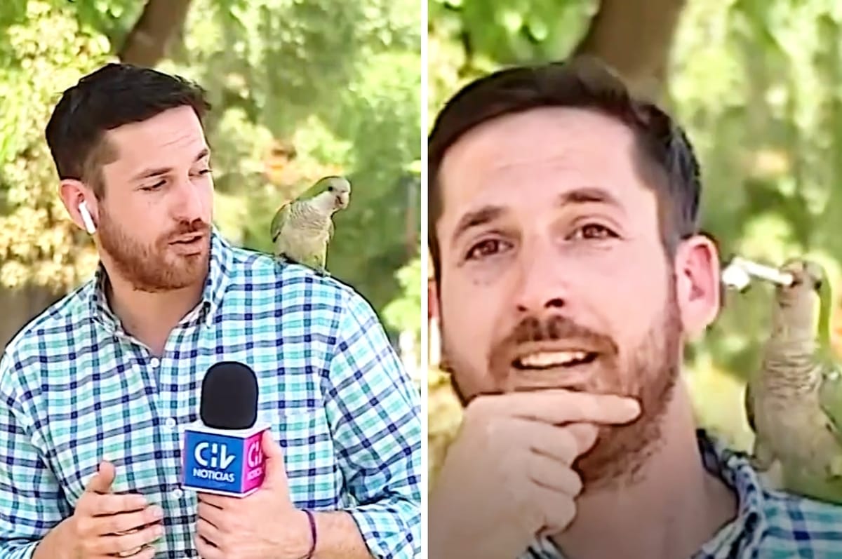 This Chilean Reporter Was Covering A Story About Thefts On Air And Then A Parrot Stole His Earphone