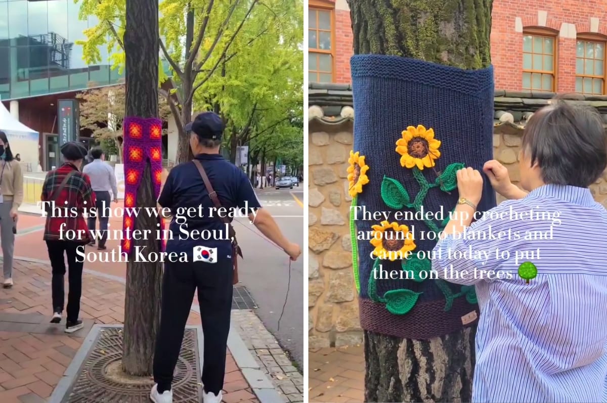 People In South Korea Crocheted Blankets For Trees To Prepare Them For Winter And It’s So Wholesome