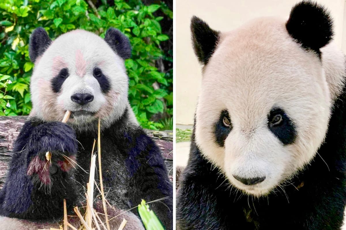 One Of Taiwan’s Giant Pandas, Tuan Tuan, Has Died At Age 18 After A Battle With A Serious Brain Disease