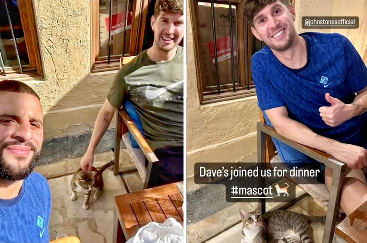 These England Players Adopted A Stray Cat In Qatar, Named Him Dave And Are Now Taking Him Home