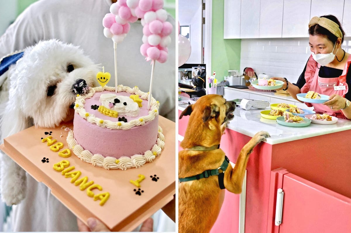 This South Korean Nutritionist Has Opened The First Healthy Dog And Cat Only Cafe In The UAE