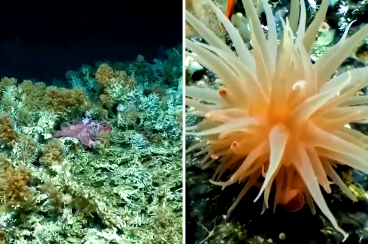 Scientists Have Discovered A Rare And Ancient Coral Reef Near The Galapagos Islands