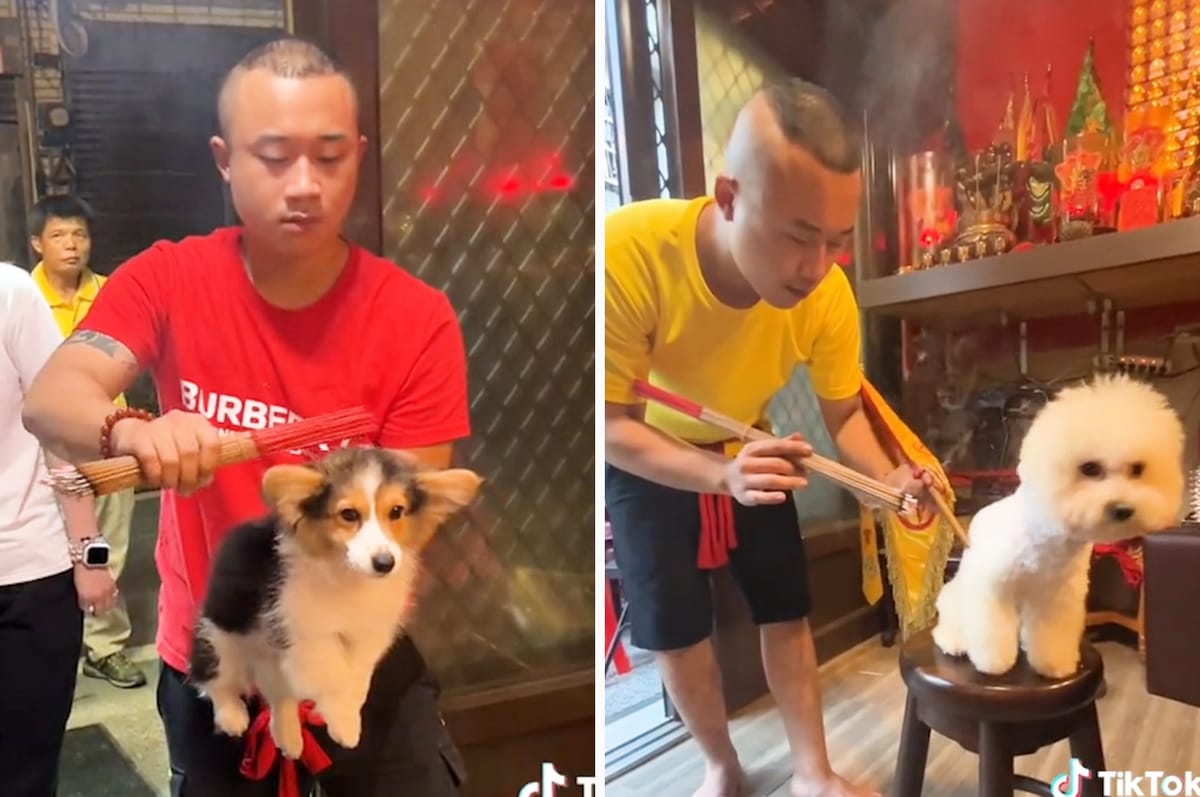 This Taiwanese Guy Did A Traditional Ritual To Ward Off Evil Spirits On Some Dogs And They Totally Loved It