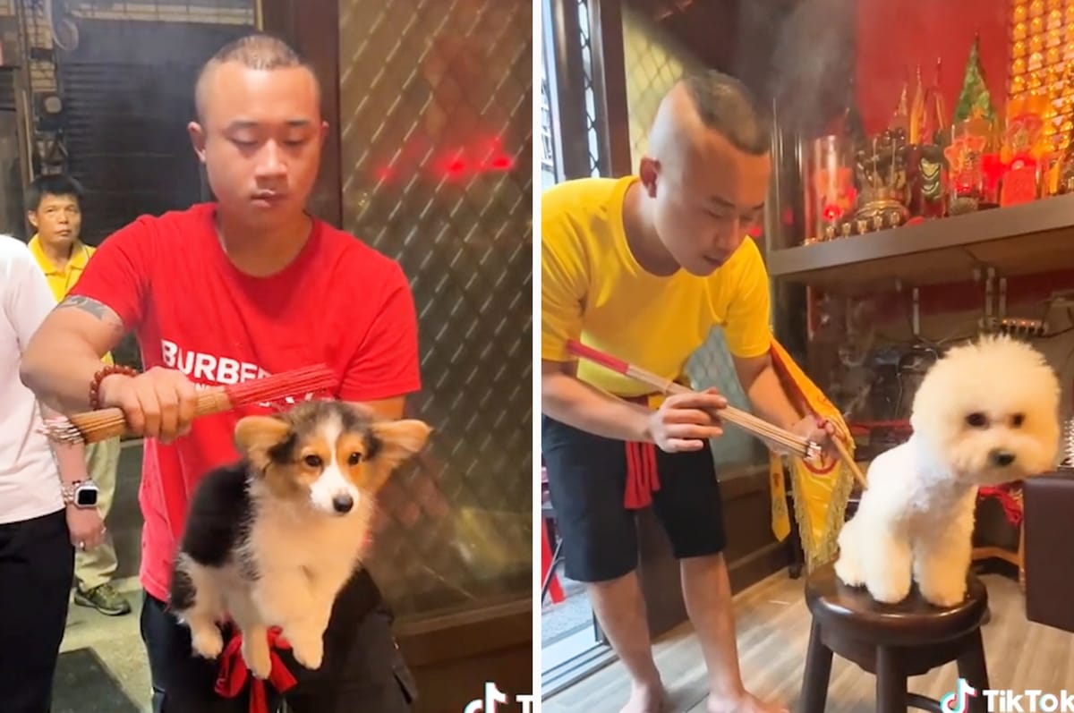 taiwan corgi dogs ritual siu kiann