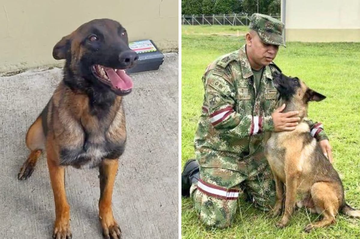 The Hero Rescue Dog That Helped Find The Lost Colombian Children In The Jungle Is Still Missing