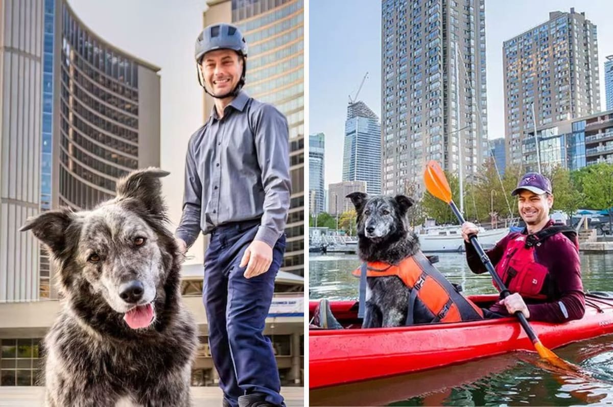 This Dog Ran For Mayor Of Toronto In Canada And Honestly She Should Have Won