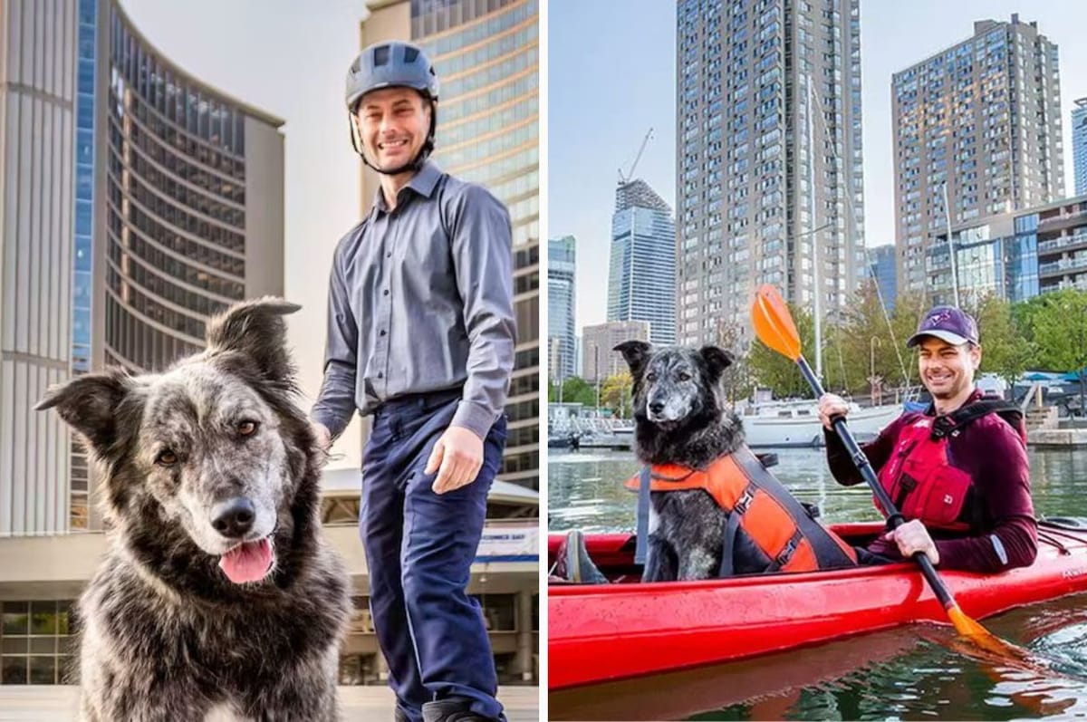 canada toronto dog mayor molly