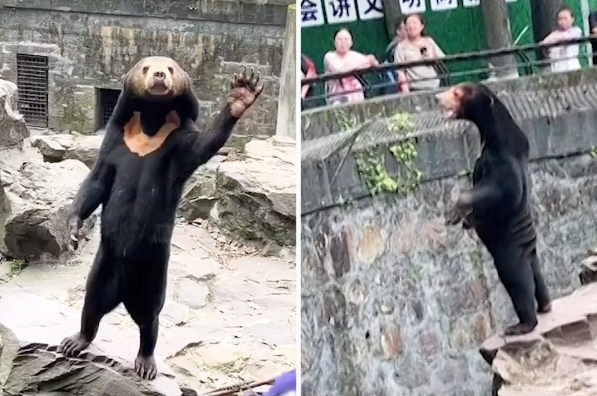 A Bear At A Zoo In China Looks Like A Human In A Costume And People Are Confused