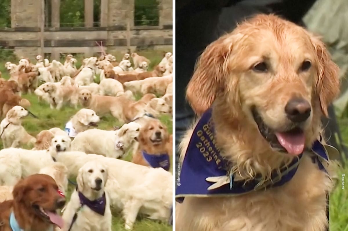 488 Golden Retrievers Met Up In Scotland And Is This What Heaven Looks Like?