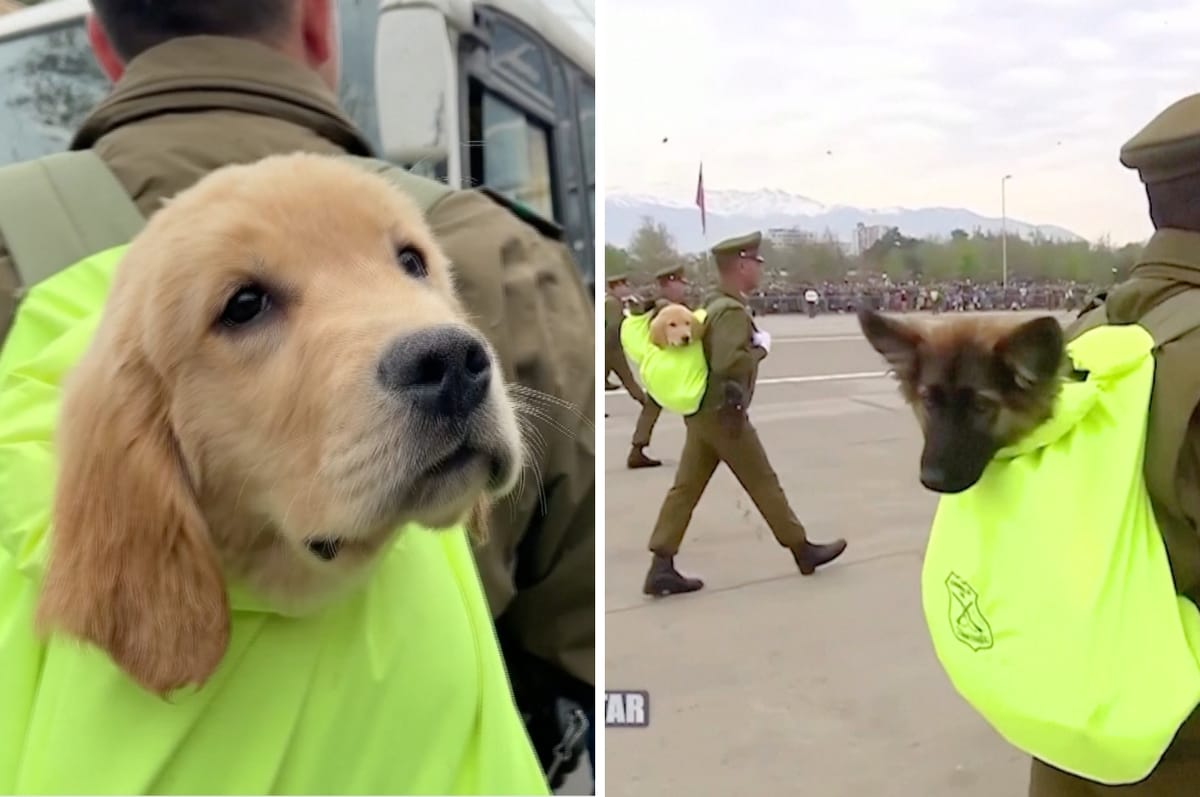 These Very Good Dog Officers Led A Military Parade In Chile And Did A Great Job