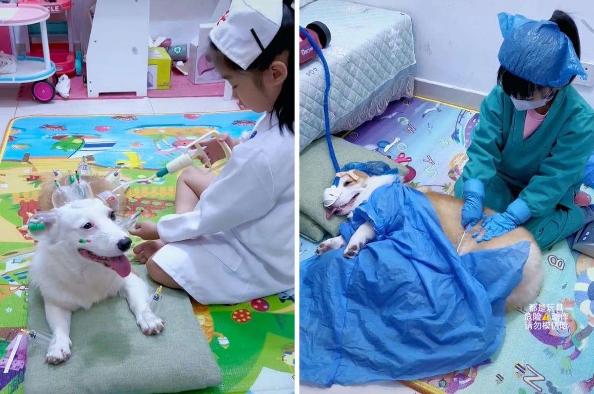 This Corgi In China Pretends To Be Sick To Entertain Its Little Human And It’s So Adorable