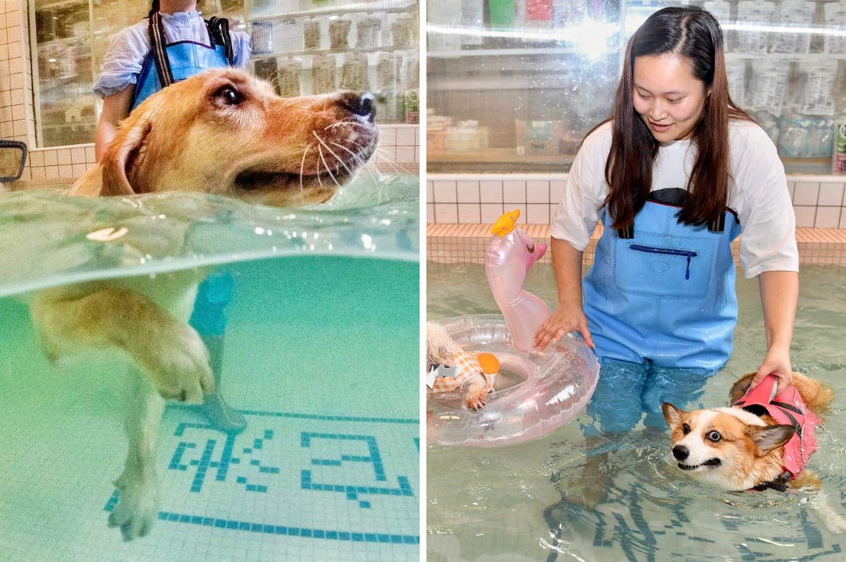 This Pet Store In China Built A Dog-Only Pool To Help Dogs Cool Down During Summer Heat Waves