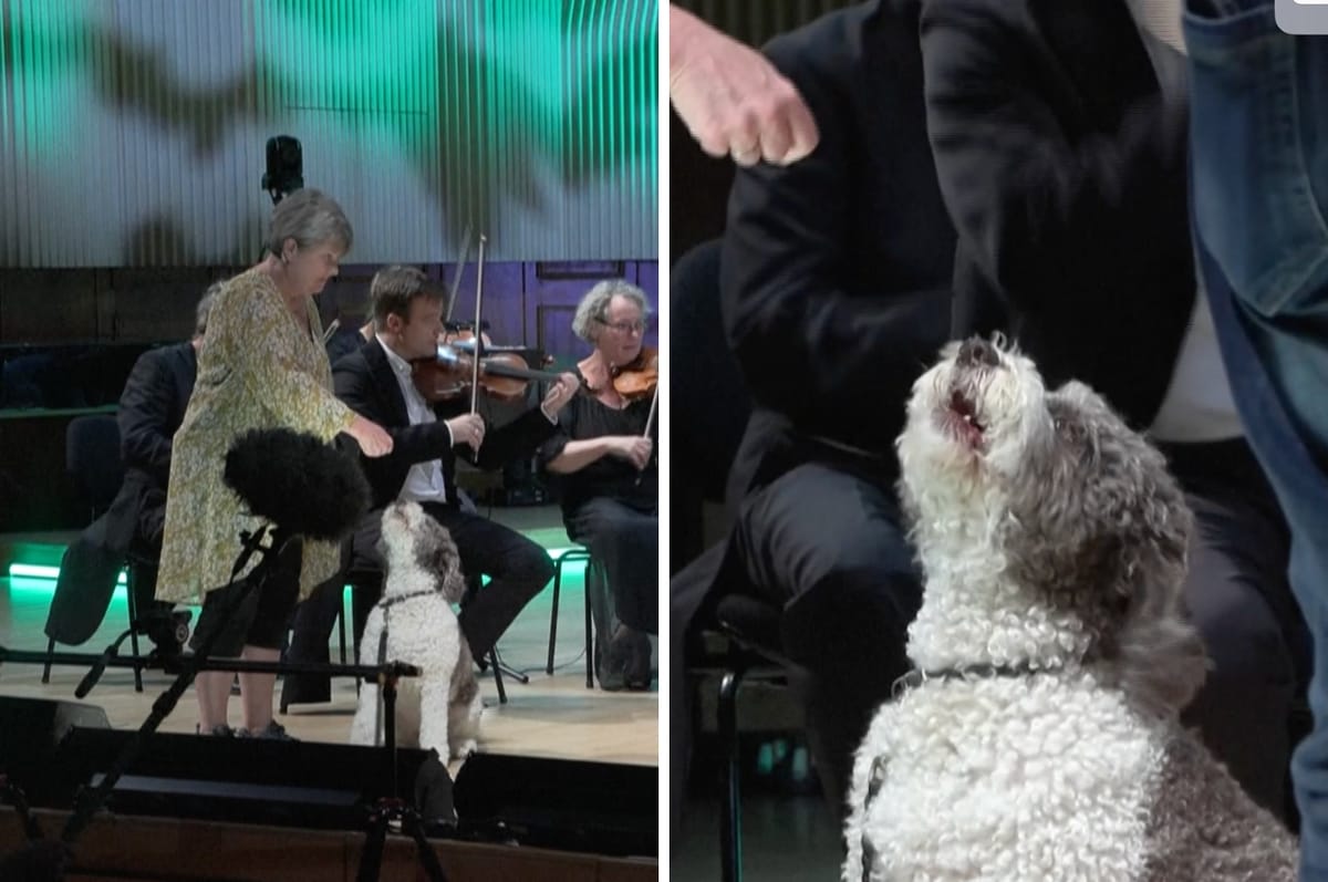 These Three Good Dogs Performed A Symphony With An Orchestra In Denmark And They Were Pawfect