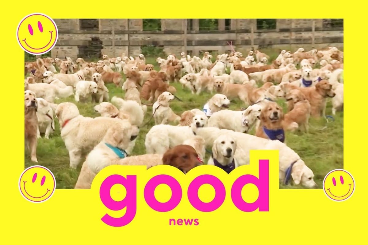 Good News: Golden Retrievers Gathering In Scotland, LGBTQ Pride Celebrations In Romania And The Netherlands And More