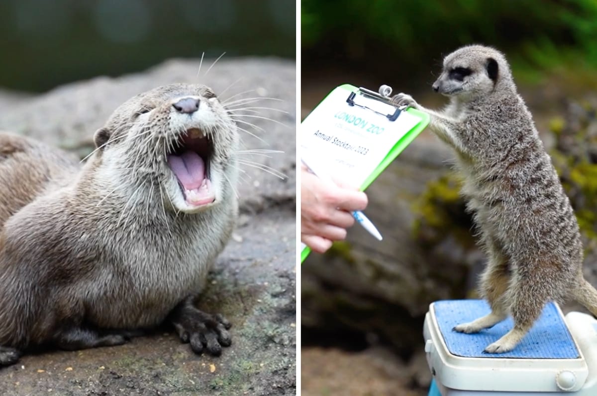 Zoo Keepers At London Zoo Held Its Annual Weigh-In For Its Animals And It Was Adorably Wholesome