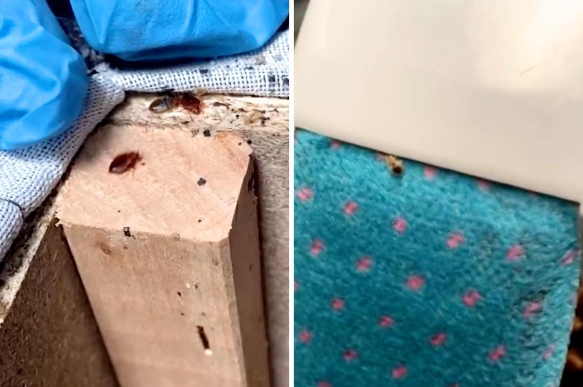 A Huge Bedbug Outbreak Is Sweeping Paris And People Are Freaking Out