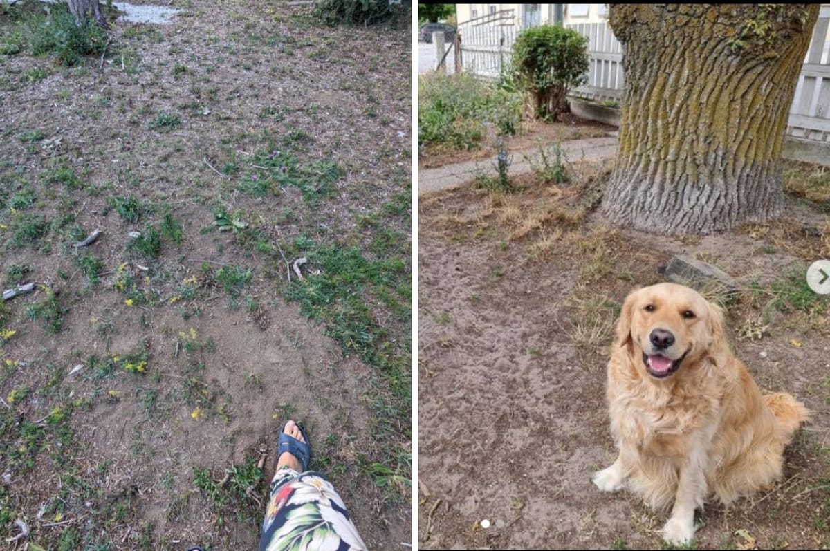 People In Sweden Held A “Ugliest Lawn” Contest To Help Conserve Water