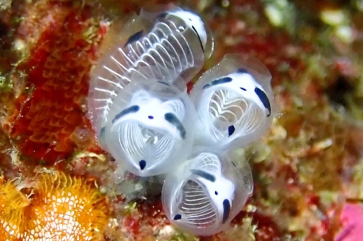 Japan Discovered A New Sea Creature Called The Skeleton Panda Sea Squirt And It Is The Cutest