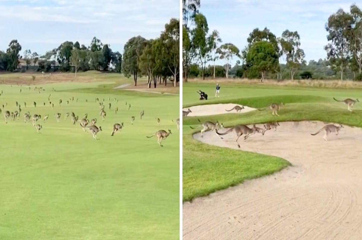 A Literal Stampede Of Kangaroos Invaded A Golf Course In Australia And It’s The Most Australian Thing
