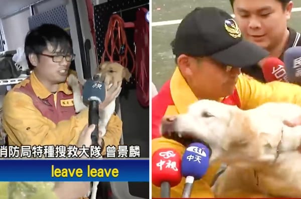 taiwan earthquake rescue dogs bite microphone interview