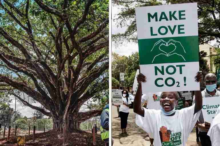 kenya climate activists save tree