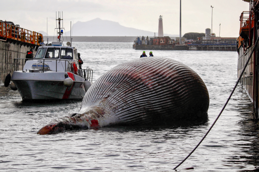 italy whale carcass