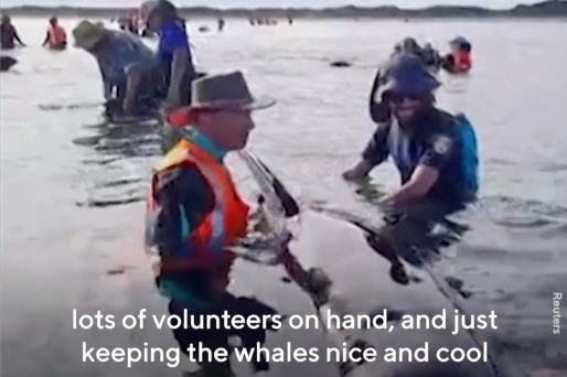 nz volunteers beached whales