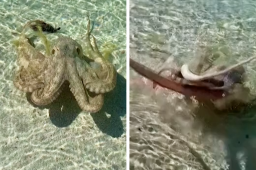 angry octopus attack australia
