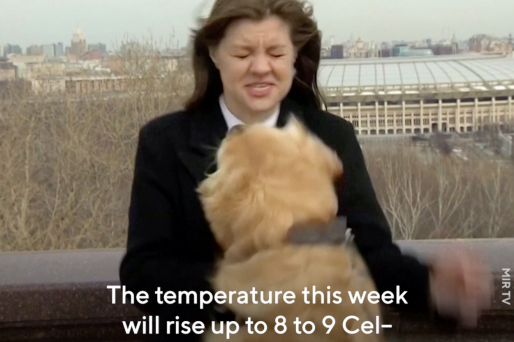 russia dog weather report
