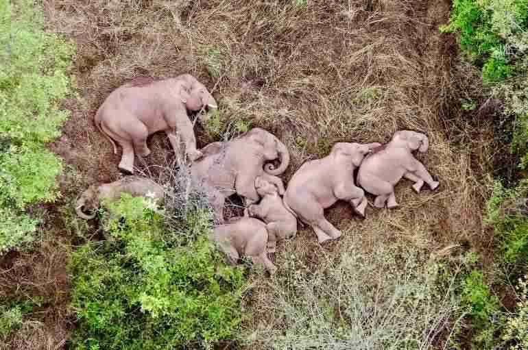 china wild elephants nap rest yunnan thumbnail