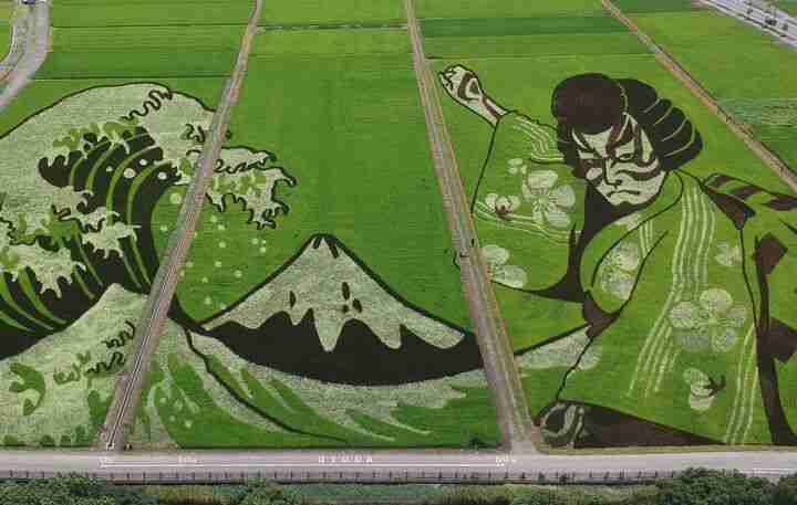 japan rice paddy artwork gyoda